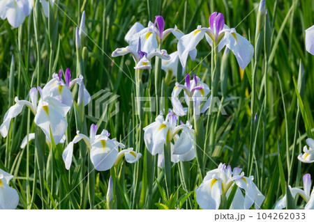 ハナショウブの花 ハナショウブの花 104262033