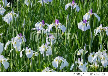ハナショウブの花 ハナショウブの花 104262034