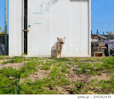 裏の物置の前で口を開けて何か言ってくる外猫 104262430