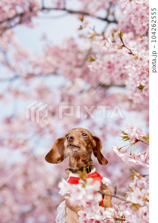 桜の背景でおすましするカニンヘンダックス 桜の背景でおすましするカニンヘンダックス 104262555
