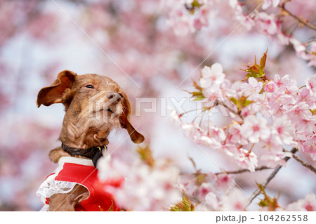 桜の背景でおすましするカニンヘンダックス 104262558