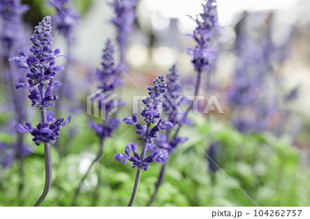 Beautiful purple Blue Salvia flowers blooming in the daytime against a field background. Beautiful purple Blue Salvia flowers blooming in the daytime against a field background. 104262757