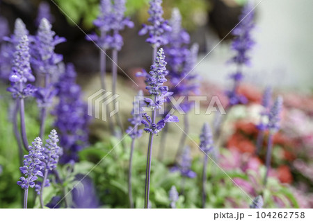 Beautiful purple Blue Salvia flowers blooming in the daytime against a field background. Beautiful purple Blue Salvia flowers blooming in the daytime against a field background. 104262758