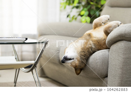 仰向けで寝る柴犬 仰向けで寝る柴犬 104262883