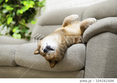 仰向けで寝る柴犬 104262886