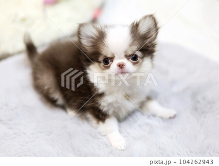 チワワパピー 104262943