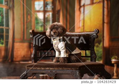 レトロな雰囲気の背景でおすましするトイプードル 104263429