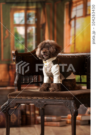 レトロな雰囲気の背景でおすましするトイプードル 104263430