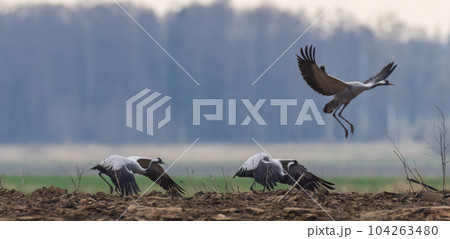 Take off cranes in springtime field Take off cranes in springtime field 104263480