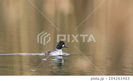 Single Common Goldeneye(Bucephala clangula) male 104263483