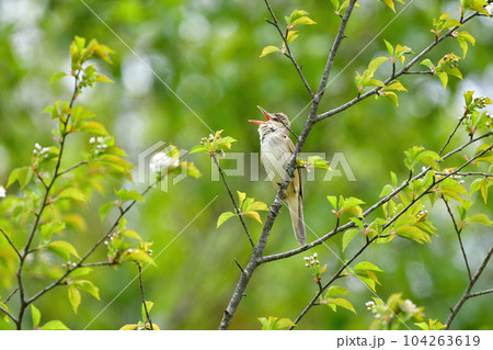 初夏に水辺でにぎやかにさえずる夏鳥のオオヨシキリ 初夏に水辺でにぎやかにさえずる夏鳥のオオヨシキリ 104263619