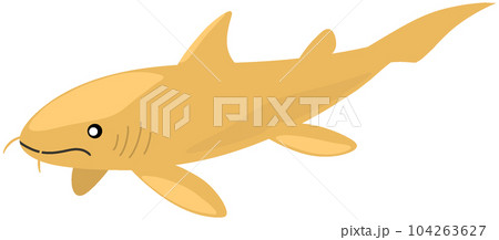 プチコドゥス プチコドゥス 104263627