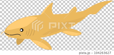 プチコドゥス プチコドゥス 104263627