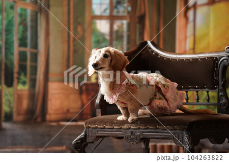 レトロ背景でおすましするミニチュアダックス レトロ背景でおすましするミニチュアダックス 104263822