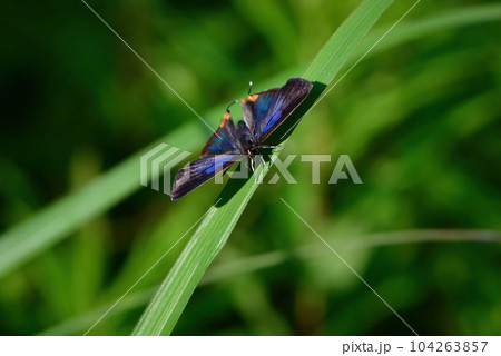 青紫色の翅が美しい、希少な珍しいチョウ、キマダラルリツバメ 104263857