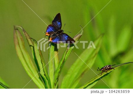 青紫色の翅が美しい、希少な珍しいチョウ、キマダラルリツバメ 104263859