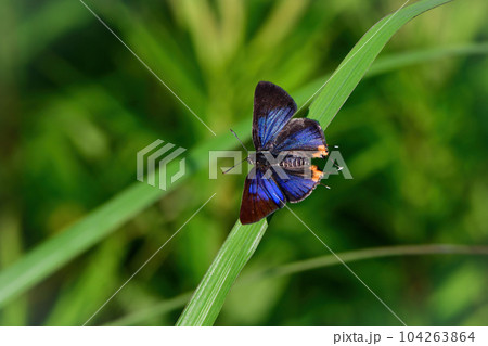 青紫色の翅が美しい、希少な珍しいチョウ、キマダラルリツバメ 104263864