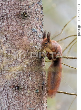 Red squirrel (Sciurus vulgaris) on branch 104263984