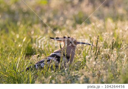 Hoopoe (Upupa epops) in backyard grass 104264456