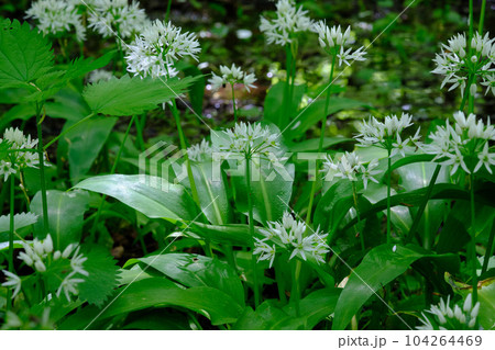 Closeup of flowering Ramsons in springtime 104264469