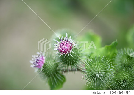 ゴボウ（牛蒡）の花と蕾 104264594