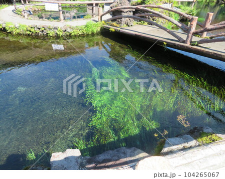 山梨県　忍野八海 104265067