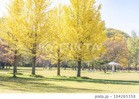 イチョウ 真駒内公園 札幌市 イチョウ 真駒内公園 札幌市 104265358
