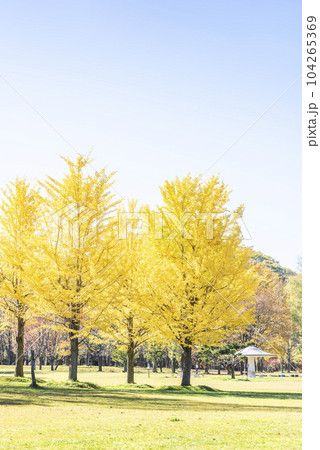イチョウ　真駒内公園　札幌市 104265369