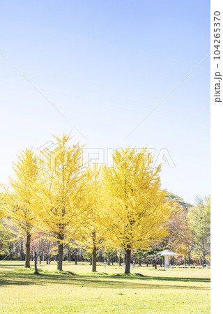 イチョウ　真駒内公園　札幌市 104265370