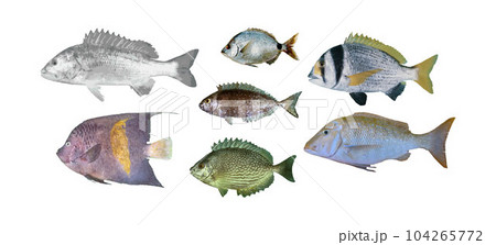 Set of 7 realistic fish showing aquatic animals from Arabian Gulf sea in Bahrain, Oman, Qatar, Kuwait, and Saudi Arabia 104265772