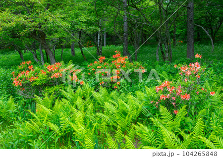 入笠山 入笠山 104265848
