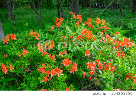 入笠山 入笠山 104265850