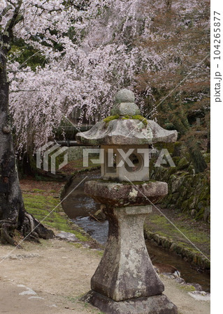 厳島神社の垂れ桜と灯籠 104265877