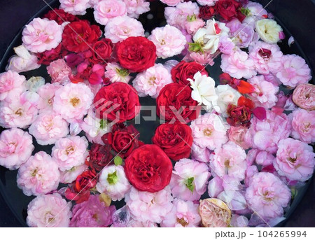 水に浮かべたバラ 104265994