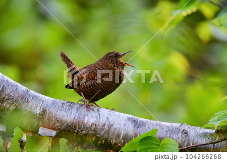 軽井沢等、初夏の高原の森で力強い声でさえずる小さな鳥、ミソサザイ 104266268