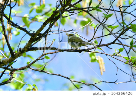 軽井沢などの初夏の高原の森で出会える小さな野鳥、センダイムシクイ 軽井沢などの初夏の高原の森で出会える小さな野鳥、センダイムシクイ 104266426