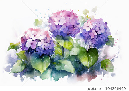 雨に濡れる紫陽花、水彩画のイラスト素材 [104266460] - PIXTA