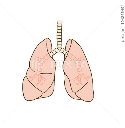 メディカル シンプルなタッチの肺と気管支の医療イラストレーション メディカル シンプルなタッチの肺と気管支の医療イラストレーション 104266494
