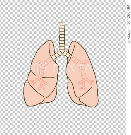 メディカル シンプルなタッチの肺と気管支の医療イラストレーション メディカル シンプルなタッチの肺と気管支の医療イラストレーション 104266494