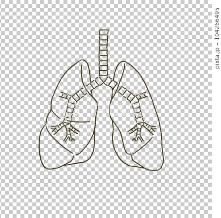Medical Medical illustration of the lungs and bronchi with a simple touch Medical Medical illustration of the lungs and bronchi with a simple touch 104266495
