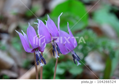 里山の妖精 104266524