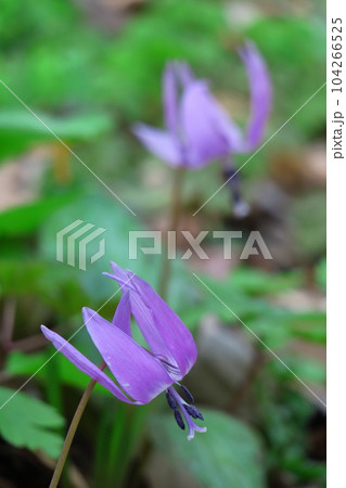 里山の妖精 104266525