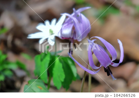 里山の妖精 104266526