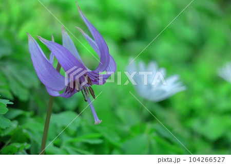 里山の妖精 104266527