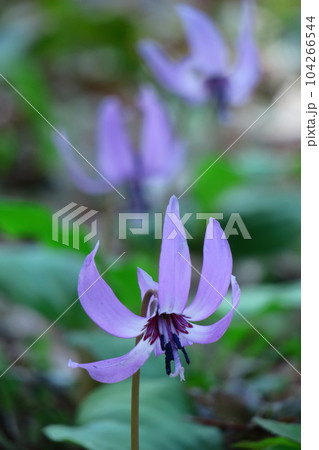 里山の妖精 104266544