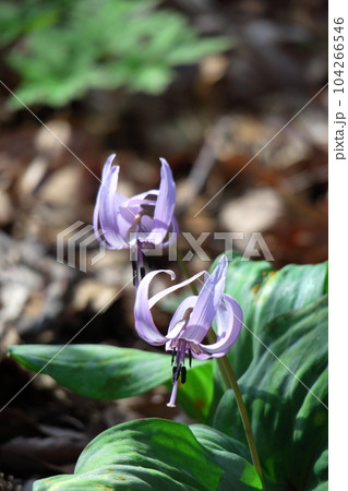 里山の妖精 里山の妖精 104266546