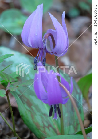 里山の妖精 里山の妖精 104266551