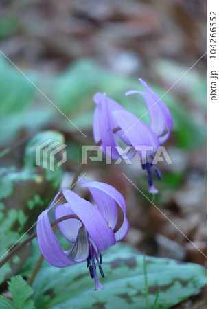 里山の妖精 里山の妖精 104266552