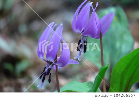 里山の妖精 104266557