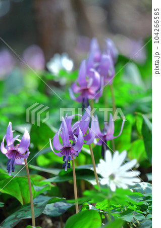 里山の妖精 里山の妖精 104266585